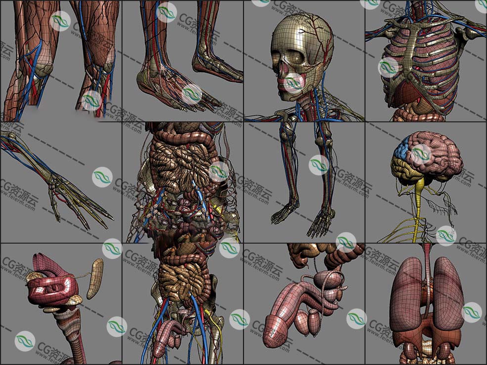 3d模型-人类男性和女性完整的解剖人体器官 肌肉 心脏